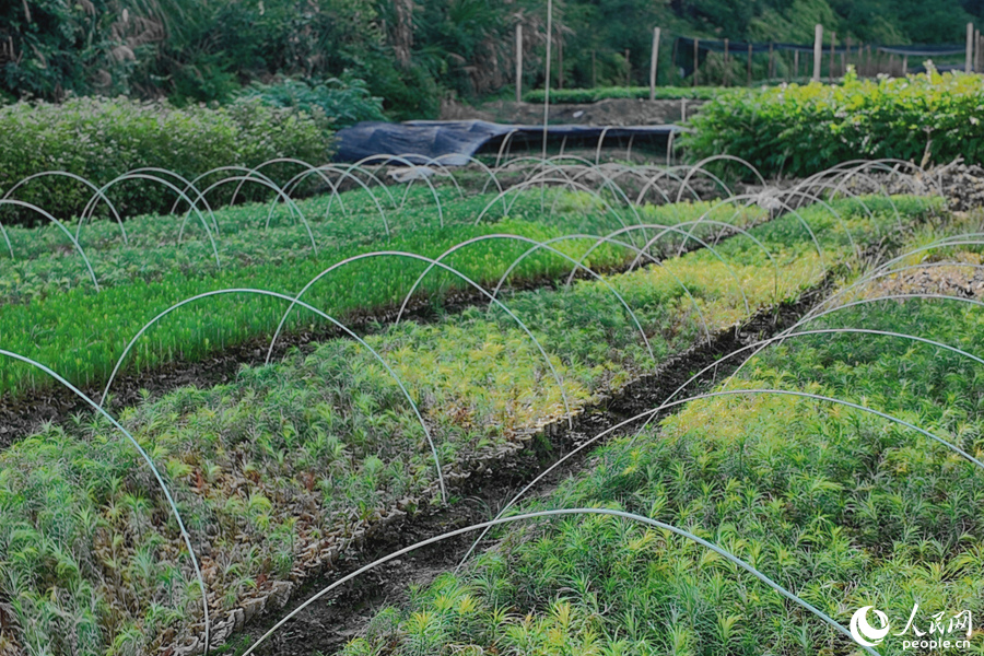 清流縣保障性苗圃的育苗區(qū)。人民網(wǎng) 楊灝昱攝 清流縣保障性苗圃的育苗區(qū)。人民網(wǎng) 楊灝昱攝