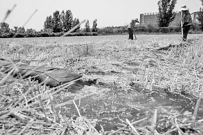 連日來，黃淮海持續(xù)高溫少雨，部分地區(qū)旱情仍在發(fā)展。圖為山東省肥城市通過蓄引提調(diào)相結(jié)合的辦法，多措并舉搶灌溉、保苗情。 新華社發(fā)