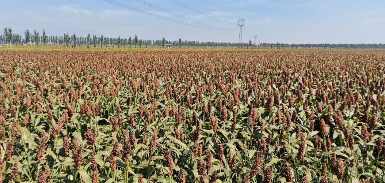 “汾享杏?！爆F(xiàn)代農(nóng)業(yè)科技示范園。郝建攝