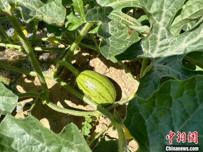 14日，記者在合作社的百畝西瓜地里，看著一個(gè)個(gè)如雞蛋般大小的西瓜，正“享受”著太陽的炙烤?！⑿〖t 攝