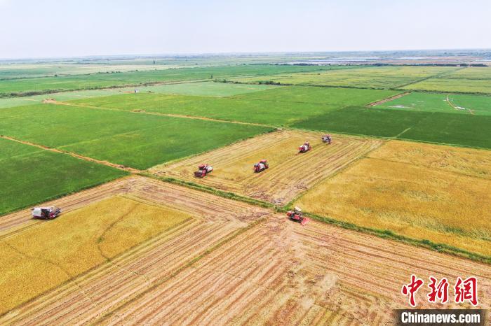 圖為在南昌縣大田農(nóng)社，收割機(jī)正在收割早稻。　劉力鑫 攝