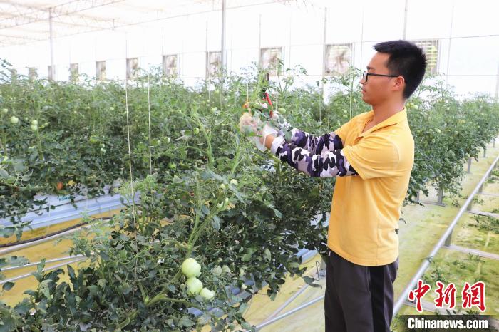 圖為在紅谷灘區(qū)元宇宙·VR數(shù)字農(nóng)業(yè)示范基地七彩番茄培育車間內(nèi)，農(nóng)業(yè)技術(shù)員正在對(duì)番茄植株進(jìn)行修剪?！⌒苠\陽 攝