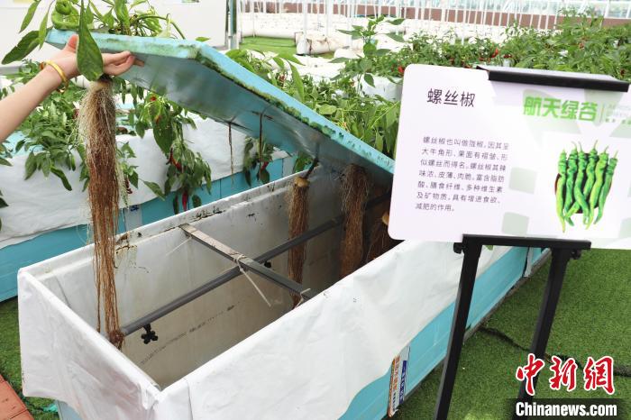 圖為在南昌市紅谷灘區(qū)元宇宙·VR數(shù)字農(nóng)業(yè)示范基地氣霧培養(yǎng)車間里，螺絲椒長(zhǎng)勢(shì)良好?！⌒苠\陽 攝