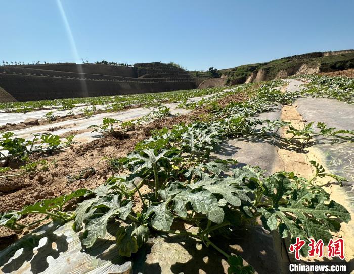 當(dāng)前，西瓜正值快速生長期?！⑿〖t 攝